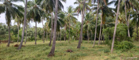  Agricultural Land for Sale in Karamadai, Coimbatore