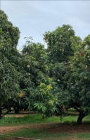  Agricultural Land for Sale in Idaiyangudi, Tirunelveli