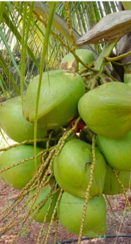 Agricultural Land for Sale in Pollachi, Coimbatore