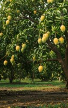  Agricultural Land for Sale in Pollachi, Coimbatore