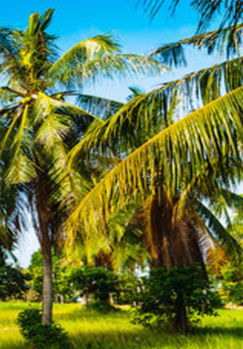  Agricultural Land for Sale in Thondamuthur, Coimbatore