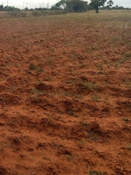  Agricultural Land for Sale in Seithur, Virudhunagar