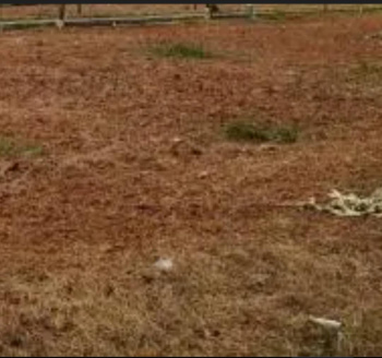  Residential Plot for Sale in NGO Colony, Tirunelveli