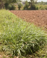 Agricultural Land for Sale in Ayyankottai, Madurai