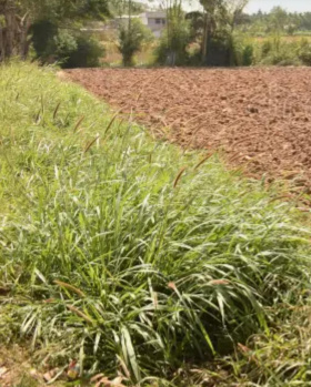  Agricultural Land for Sale in Ayyankottai, Madurai