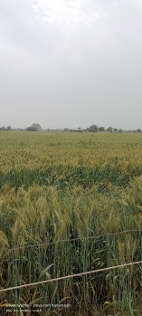  Agricultural Land for Sale in Gwalior Road, Agra