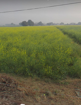  Agricultural Land for Sale in Tulsi Bagh, Dayal Bagh, Agra