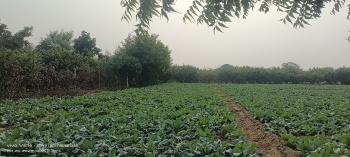 Residential Plot for Sale in Fatehabad Road, Agra