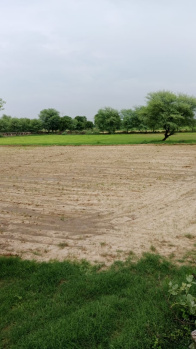 Agricultural Land for Sale in Mohangarh, Jaisalmer