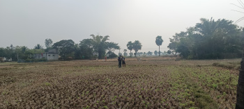  Agricultural Land for Sale in Kanas, Puri