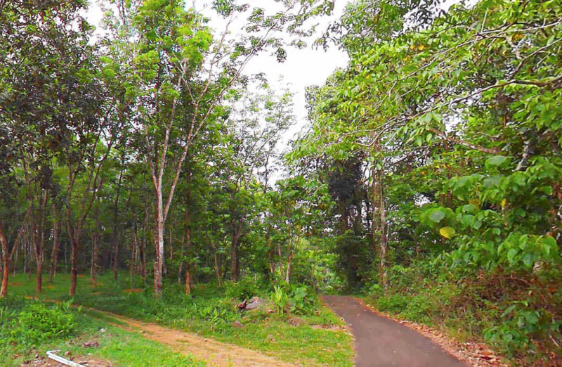  Agricultural Land 2 Acre for Sale in Pala, Kottayam