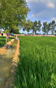  Agricultural Land for Sale in Abohar, Fazilka