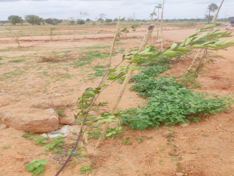  Agricultural Land 605 Sq. Yards for Sale in KPHB 3rd Phase, Kukatpally, Hyderabad