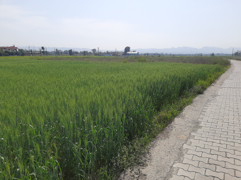  Agricultural Land 4 Bigha for Sale in Chharba, Dehradun