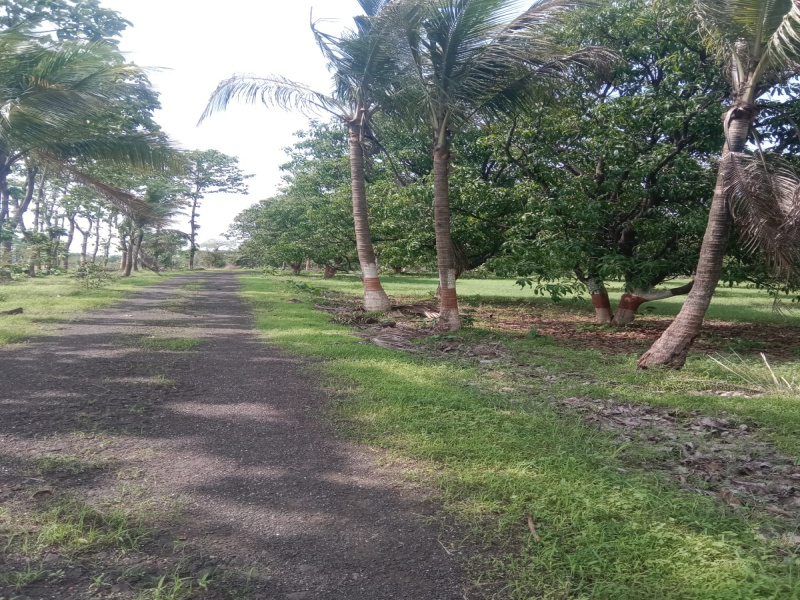  Agricultural Land 560 Guntha for Sale in Alibag, Raigad