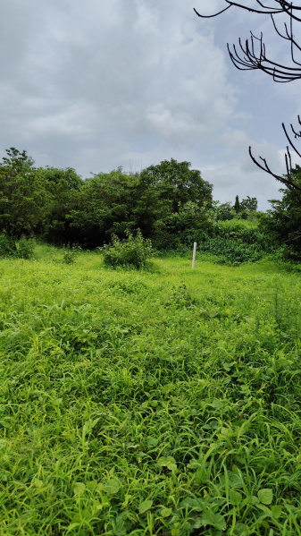  Agricultural Land 92 Guntha for Sale in Ambernath, Thane