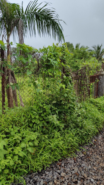  Agricultural Land 28 Guntha for Sale in Karivali, Thane