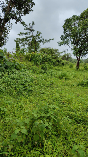  Agricultural Land 28 Guntha for Sale in Karivali, Thane