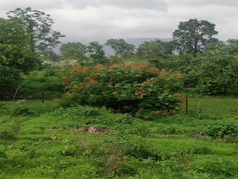  Agricultural Land 423 Guntha for Sale in Sarde, Raigad