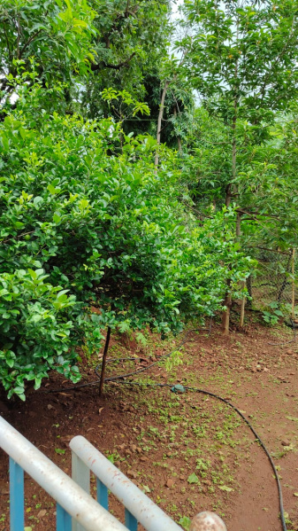  Agricultural Land 92 Guntha for Sale in Vangani, Thane