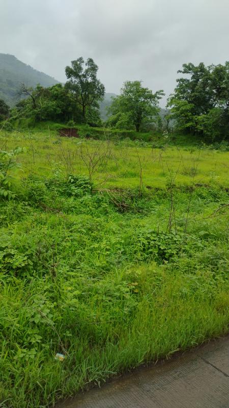  Agricultural Land 10 Acre for Sale in Tala, Raigad