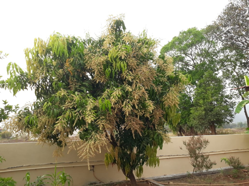  Agricultural Land 25 Guntha for Sale in Karjat, Mumbai