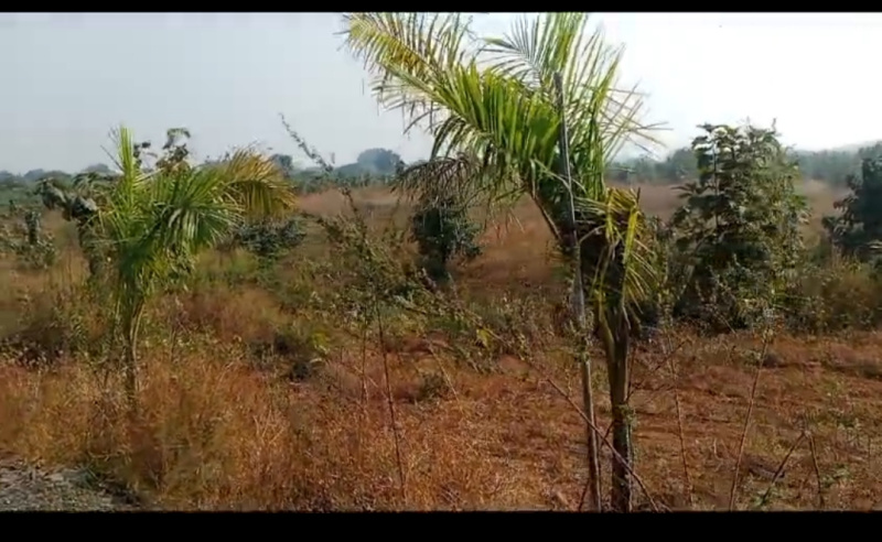  Agricultural Land 2000 Guntha for Sale in Neral, Raigad