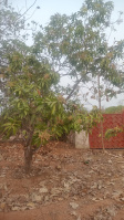  Agricultural Land for Sale in Ramabhadrapuram, Vizianagaram