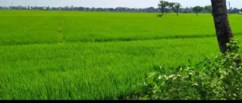  Agricultural Land for Sale in Mandapeta, East Godavari