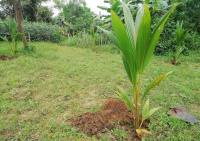 Agricultural Land for Sale in Anakapalle, Visakhapatnam