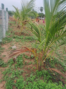  Agricultural Land for Sale in Akkaraipatti, Tiruchirappalli