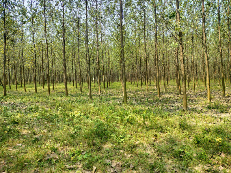  2 Acre Agricultural/Farm Land for Sale in Model Colony, Yamunanagar