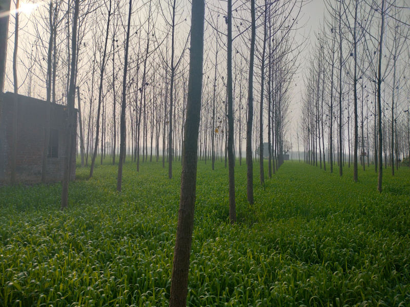  7 Acre Agricultural/Farm Land for Sale in Jagadhri, Yamunanagar