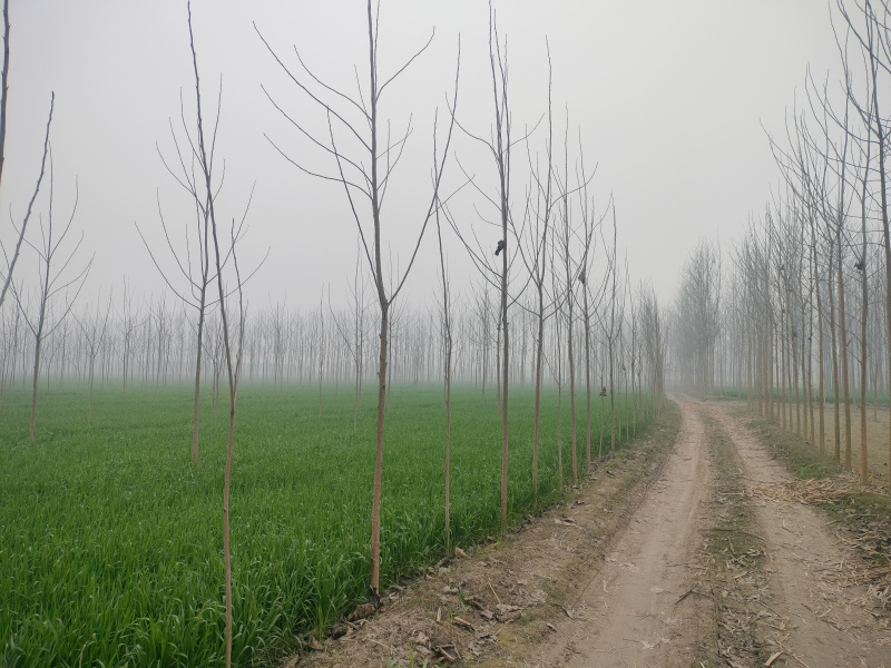  20 Acre Agricultural/Farm Land for Sale in Jagadhri, Yamunanagar