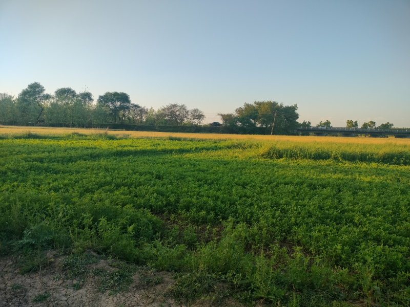  28 Sq.ft. Agricultural/Farm Land for Sale in Radaur, Yamunanagar