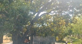  10 Acre Agricultural/Farm Land for Sale in Chhachhrauli, Yamunanagar