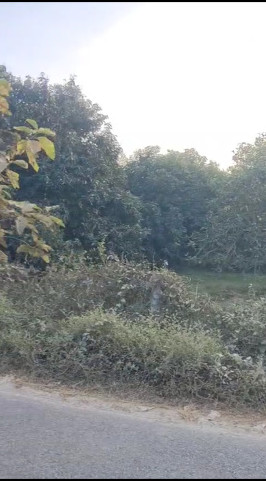  100 Bigha Agricultural/Farm Land for Sale in Behat, Saharanpur