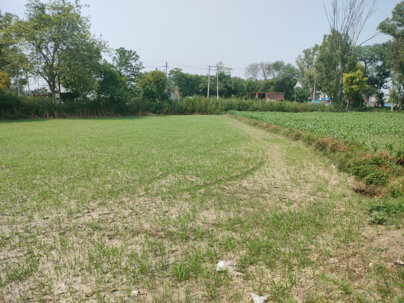  7 Acre Agricultural/Farm Land for Sale in Babain, Kurukshetra