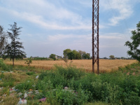  Agricultural Land for Sale in Banga, Shahid Bhagat Singh Nagar