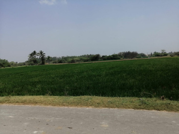  Agricultural Land for Sale in Kanchipuram, 