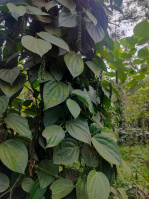  Agricultural Land for Sale in Sakleshpur, Chikmagalur