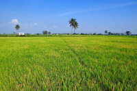  Agricultural Land for Sale in Chikhli, Navsari