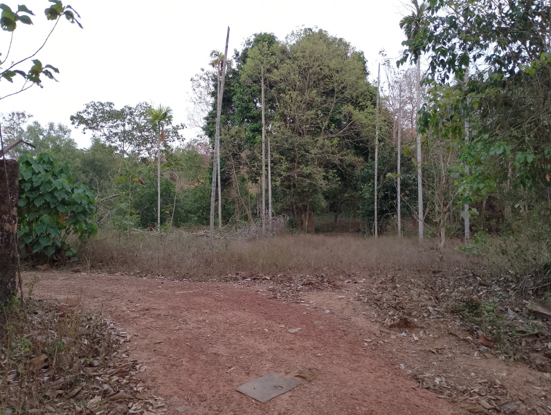  Residential Plot 30 Cent for Sale in Pilathara, Kannur