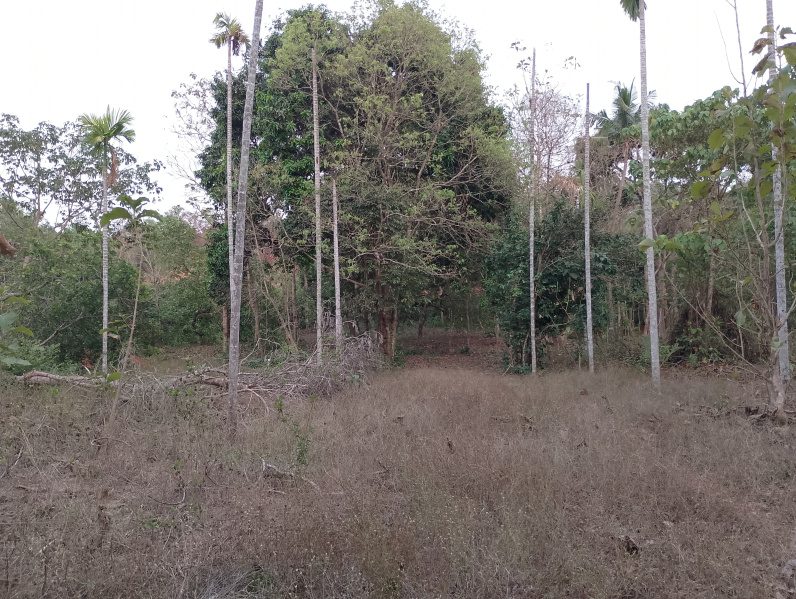  Residential Plot 30 Cent for Sale in Pilathara, Kannur