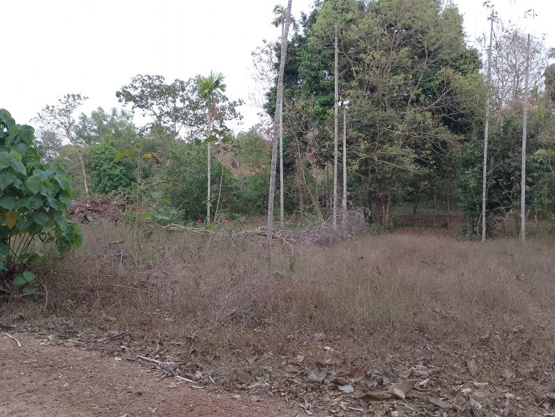  Residential Plot 30 Cent for Sale in Pilathara, Kannur