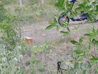 Residential Plot for Sale in Saravanampatti, Coimbatore