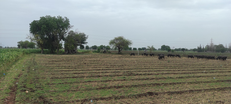  Agricultural Land 2 Hectares for Sale in Vitthal Press Road, Surendranagar