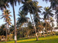  Agricultural Land for Sale in Marakkanam, Villupuram