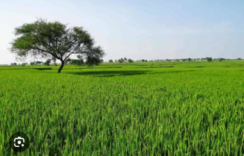  Agricultural Land for Sale in Barwala, Hisar