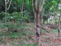  Agricultural Land for Sale in Poomala, Thrissur